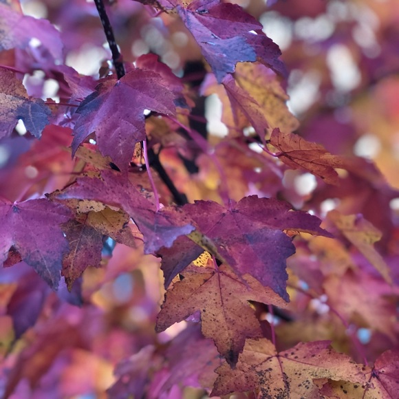 Meet your Posher, Ashley - Picture 1 of 1